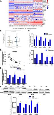 miR-4456/CCL3/CCR5 Pathway in the Pathogenesis of Tight Junction Impairment in Chronic Obstructive Pulmonary Disease